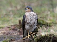 Accipiter nisus 119, Sperwer, Saxifraga-Luuk Vermeer