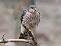 Accipiter nisus 120, Sperwer, Saxifraga-Luuk Vermeer