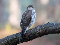 Accipiter nisus 132, Sperwer, Saxifraga-Luuk Vermeer