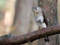 Accipiter nisus 136, Sperwer, Saxifraga-Luuk Vermeer