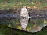 Accipiter nisus 142, Sperwer, Saxifraga-Luuk Vermeer