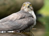 Accipiter nisus 144, Sperwer, Saxifraga-Luuk Vermeer