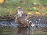 Accipiter nisus 147, Sperwer, Saxifraga-Luuk Vermeer