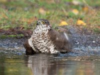 Accipiter nisus 148, Sperwer, Saxifraga-Luuk Vermeer