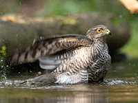 Accipiter nisus 150, Sperwer, Saxifraga-Luuk Vermeer