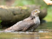 Accipiter nisus 151, Sperwer, Saxifraga-Luuk Vermeer