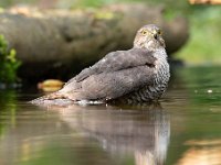 Accipiter nisus 155, Sperwer, Saxifraga-Luuk Vermeer