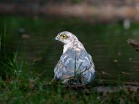 Accipiter nisus 39, Sperwer, Saxifraga-Luuk Vermeer