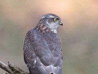 Accipiter nisus 48, Sperwer, Saxifraga-Luuk Vermeer