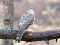 Accipiter nisus 57, Sperwer, Saxifraga-Luuk Vermeer