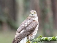 Accipiter nisus 68, Sperwer, Saxifraga-Luuk Vermeer