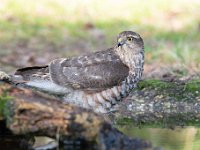 Accipiter nisus 69, Sperwer, Saxifraga-Luuk Vermeer