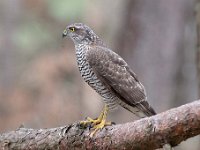 Accipiter nisus 78, Sperwer, Saxifraga-Luuk Vermeer