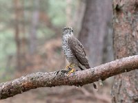 Accipiter nisus 80, Sperwer, Saxifraga-Luuk Vermeer