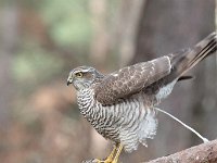 Accipiter nisus 90, Sperwer, Saxifraga-Luuk Vermeer