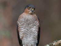 Accipiter nisus 99, Sperwer, Saxifraga-Luuk Vermeer