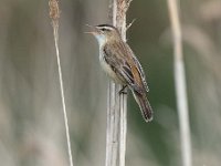 Acrocephalus schoenobaenus 47, Rietzanger, Saxifraga-Luuk Vermeer