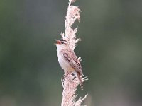 Acrocephalus schoenobaenus 56, Rietzanger, Saxifraga-Luuk Vermeer