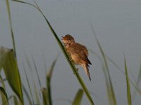 Acrocephalus scirpaceus, Reed Warbler