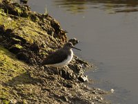 Actitis hypoleucos 16, Oeverloper, Saxifraga-Luuk Vermeer