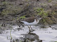 Actitis hypoleucos 19, Oeverloper, Saxifraga-Luuk Vermeer