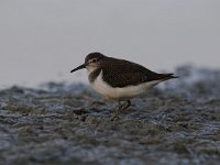 Actitis hypoleucos 21, Oeverloper, Saxifraga-Luuk Vermeer