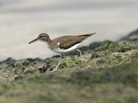 Actitis macularius, Spotted Sandpiper