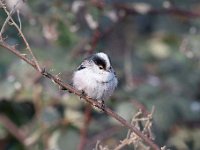 Aegithalos caudatus 53, Staartmees, Saxifraga-Luuk Vermeer