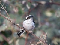 Aegithalos caudatus 56, Staartmees, Saxifraga-Luuk Vermeer