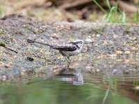 Aegithalos caudatus 73, Staartmees, Saxifraga-Luuk Vermeer