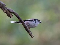 Aegithalos caudatus 77, Staartmees, Saxifraga-Luuk Vermeer