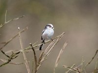 Aegithalos caudatus 78, Staartmees, Saxifraga-Luuk Vermeer