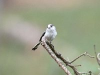 Aegithalos caudatus 82, Staartmees, Saxifraga-Luuk Vermeer