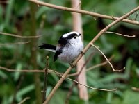 Aegithalos caudatus 86, Staartmees, Saxifraga-Bart Vastenhouw