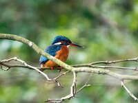Alcedo atthis 10, IJsvogel, Saxifraga-Bart Vastenhouw