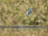 Alcedo atthis 107, IJsvogel, Saxifraga-Luuk Vermeer