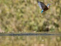 Alcedo atthis 108, IJsvogel, Saxifraga-Luuk Vermeer