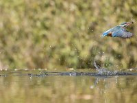 Alcedo atthis 109, IJsvogel, Saxifraga-Luuk Vermeer