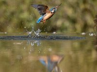 Alcedo atthis 112, IJsvogel, Saxifraga-Luuk Vermeer