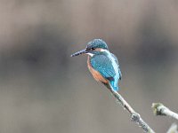 Alcedo atthis 126, IJsvogel, Saxifraga-Luuk Vermeer