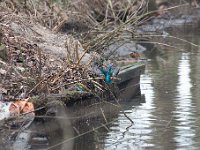 Alcedo atthis 129, IJsvogel, Saxifraga-Luuk Vermeer