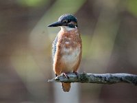 Alcedo atthis 132, IJsvogel, Saxifraga-Luuk Vermeer