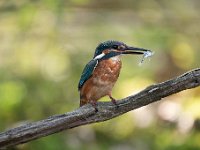 Alcedo atthis 139, IJsvogel, Saxifraga-Luuk Vermeer