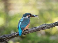 Alcedo atthis 140, IJsvogel, Saxifraga-Luuk Vermeer