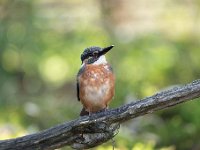 Alcedo atthis 144, IJsvogel, Saxifraga-Luuk Vermeer