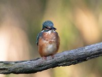 Alcedo atthis 149, IJsvogel, Saxifraga-Luuk Vermeer