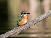 Alcedo atthis 159, IJsvogel, Saxifraga-Luuk Vermeer