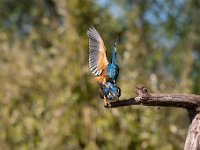 Alcedo atthis 179, IJsvogel, Saxifraga-Luuk Vermeer