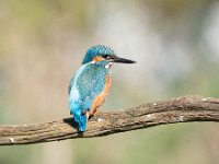 Alcedo atthis 183, IJsvogel, Saxifraga-Luuk Vermeer