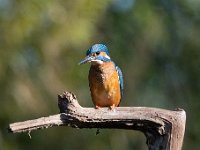 Alcedo atthis 90, IJsvogel, Saxifraga-Luuk Vermeer